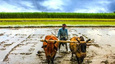 ખેડૂતો માટે ખુશખબર, આ વખતે ચોમાસુ સામાન્ય રહેવાનું અનુમાન, ખરીફ પાકનું થશે બમ્પર ઉત્પાદન