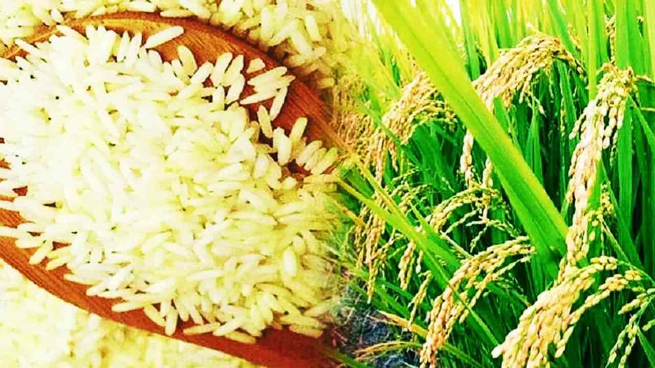 Rice Export: ભારતીય ચોખાનો સમગ્ર વિશ્વમાં ડંકો, બે વર્ષમાં ત્રણ ગણી થઈ નિકાસ