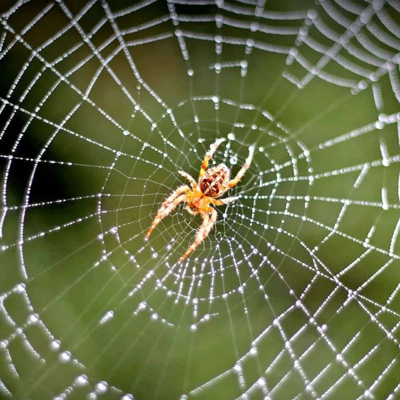 મોટા ભાગના લોકો સમજે છે કે કરોળિયો (Spider) જીવંત રહેવા માટે તેના જાળાનો (Web) ઉપયોગ કરે છે, પરંતુ તે તેની મદદથી પોતાને સજાગ પણ રાખે છે. આ નેટની મદદથી અવાજો તેમના સુધી પહોંચે છે. ન્યૂયોર્કની બિંગહેમ્પટન યુનિવર્સિટીના (Binghampton University) સંશોધકોએ તેમના તાજેતરના સંશોધનમાં આ દાવો કર્યો છે. સંશોધકોનું કહેવું છે કે, સ્પાઈડર પોતાના જાળાની મદદથી તેને નુકસાન કરનારાઓથી પણ પોતાને બચાવે છે. જાણો, કરોળિયો આ કેવી રીતે કરે છે...