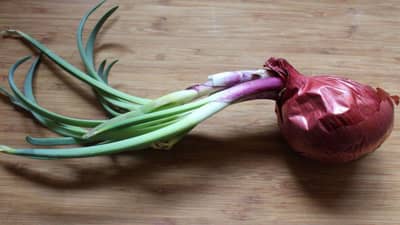 Kitchen Tips: લાંબા સમયથી ડુંગળી પડી રહેવાથી અંકુરિત થઈ ગઈ હોય તો તેને ફેંકવાને બદલે ખાવામાં કરો ઉપયોગ, થશે આ ફાયદા