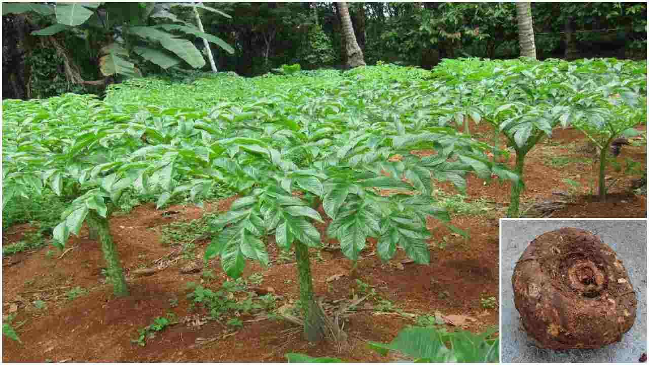 Suran Farming: સૂરણની ખેતીથી સારો નફો મેળવી શકે છે ખેડૂતો, જાણો સંપૂણ વિગત