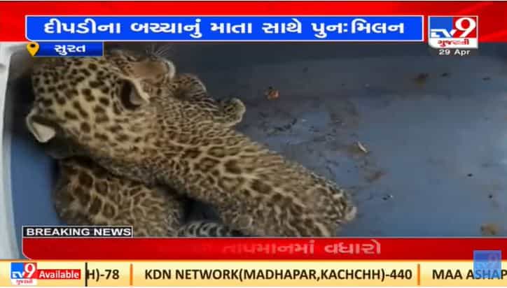 Surat : માંડવીના પાતલ ગામે વનવિભાગે દીપડીના બચ્ચાનું માતા સાથે પુનઃમિલન કરાવ્યું
