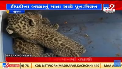 Surat : માંડવીના પાતલ ગામે વનવિભાગે દીપડીના બચ્ચાનું માતા સાથે પુનઃમિલન કરાવ્યું