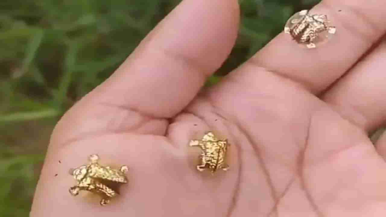 Viral Video: શખ્સના હાથમાં જોવા મળ્યા નાના સોનાના કાચબા, વીડિયો જોઈ લોકો આશ્ચર્યચકિત