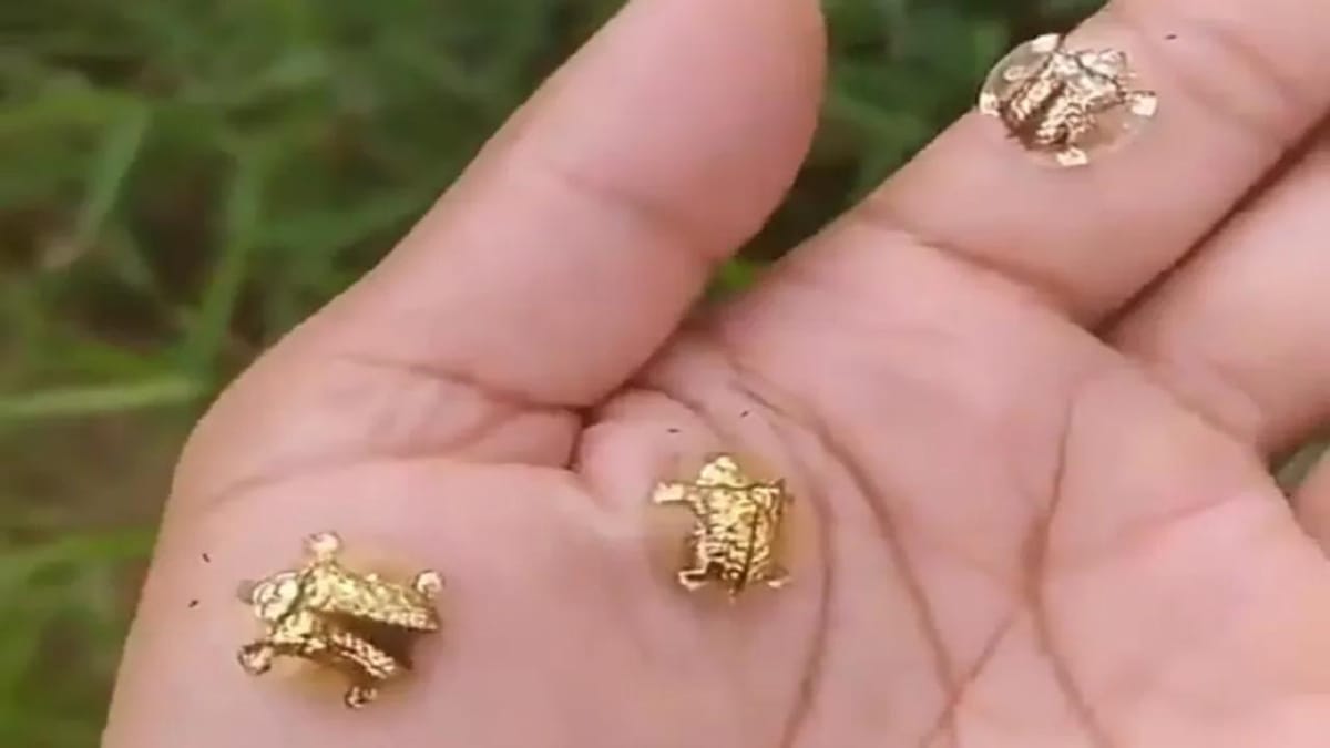 Viral Video: શખ્સના હાથમાં જોવા મળ્યા નાના 'સોનાના કાચબા', વીડિયો જોઈ લોકો આશ્ચર્યચકિત