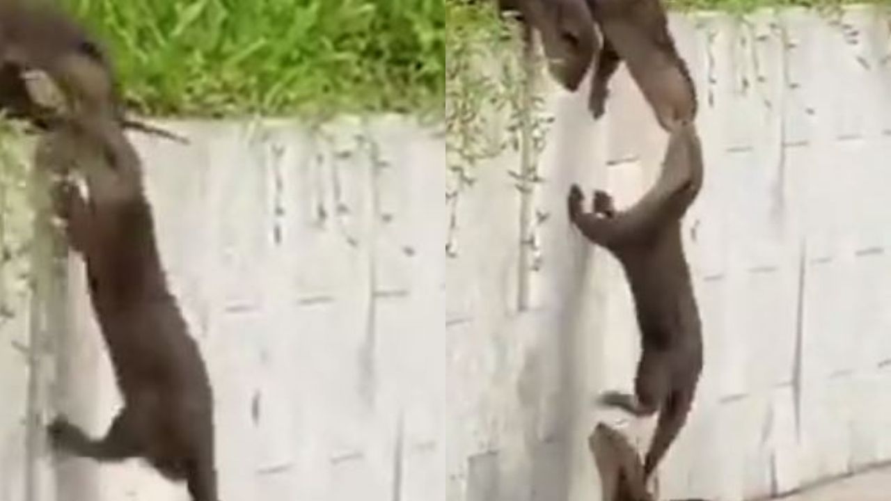 Viral Video: Ottersએ એક બીજાને દિવાલ પર ચઢવામાં કરી મદદ, આ વીડિયોએ યુઝર્સને કુટુંબની અપાવી યાદ