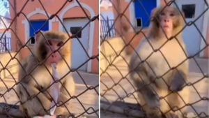 Viral Video: વાંદરાનો આ વીડિયો જોઈને લોકોમાં ભભૂકી ઉઠ્યો રોષ, તમે પણ જુઓ શું છે તે વીડિયોમાં