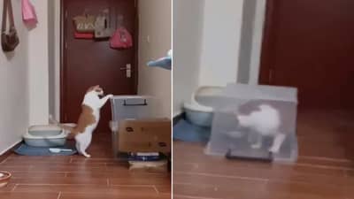 Viral: બિલાડીની આવી શરારત નહીં જોઈ હોય તમે, પોતાની જાળમાં ખુદ ફસાઈ ગઈ, જુઓ વીડિયો