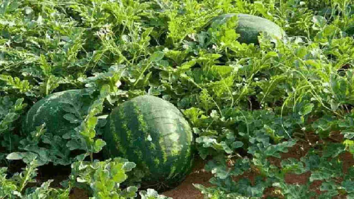 Success Story: 200 એકર જમીન પર 700 મહિલાઓએ કરી તરબુચની ખેતી, લાખોની કમાણી કરી બની પ્રેરણારૂપ