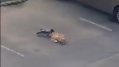 Viral Video: ટીમવર્કથી કેવી રીતે થાય છે કાર્ય, બિલાડી અને કાગડાના આ વીડિયો સાથે શીખો, આનંદ મહિન્દ્રાએ કર્યું શેયર