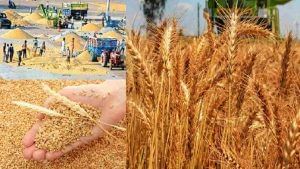 Wheat Export: હવે ભારતના ઘઉં ઈજિપ્તના લોકોની ભૂખ સંતોષશે, કુલ 10 લાખ ટન ઘઉંની થશે નિકાસ