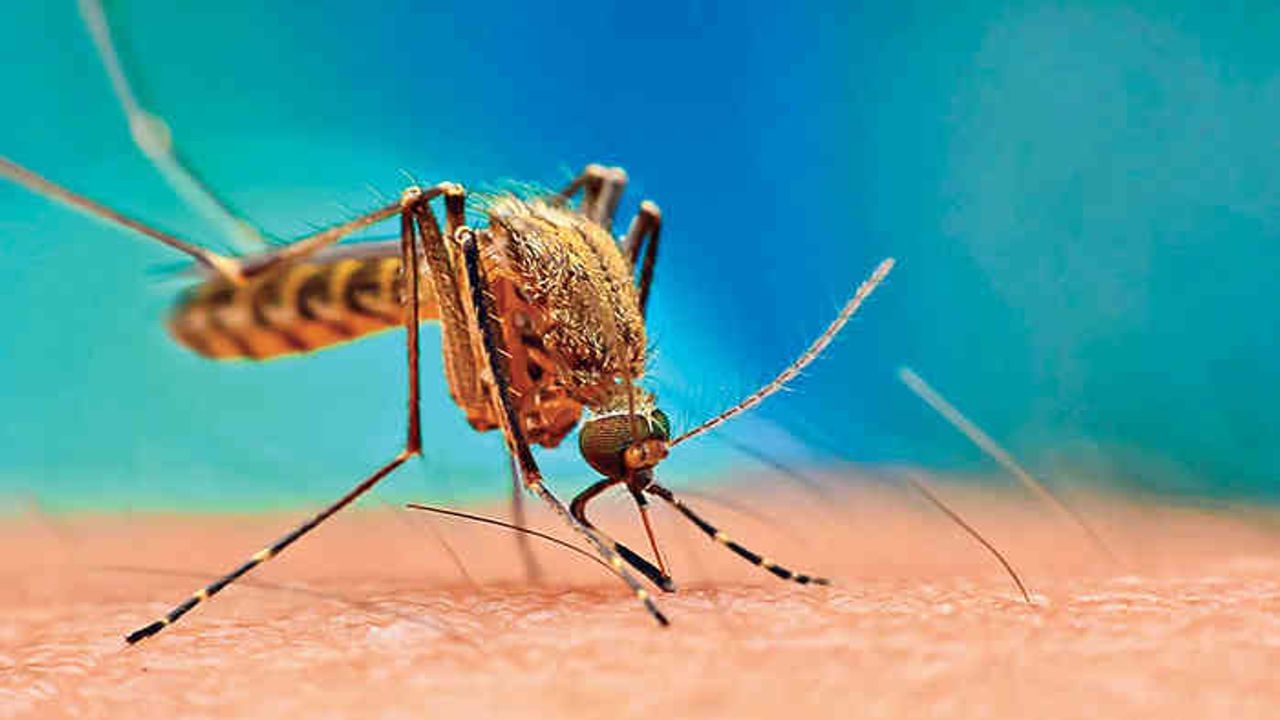 World Malaria Day 2022: ગુજરાત સરકારે મેલેરિયા મુકત ગુજરાતના નિર્માણનો નિર્ધાર કર્યો