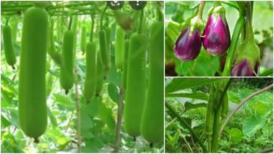 Zaid Crop: શું હોય છે જાયદ પાક ? જાયદ પાકમાં વધુ ઉત્પાદન મેળવવા કરો આ કામ