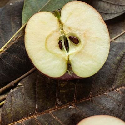 
દરેક વ્યક્તિ જાણે છે કે સફરજન (Apple) સ્વાસ્થ્ય માટે ખૂબ જ ફાયદાકારક છે. પરંતુ એવું પણ કહેવાય છે કે, સફરજનના બીજ શરીર માટે હાનિકારક હોય છે, પરંતુ ઘણા લોકો આ વાતને અવગણે છે. તો સવાલ એ થાય છે કે શું સફરજનના બીજ ખરેખર સ્વાસ્થ્ય માટે હાનિકારક છે અને જો એમ હોય તો તેના શું ગેરફાયદા છે. જાણો સફરજનના બીજ સાથે જોડાયેલી ખાસ વાતો...