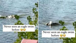 Viral Video: માણસોની જેમ નદીમાં તરતું જોવા મળ્યું ગીધ, વીડિયો જોઈને બધા થયા આશ્ચર્યચકિત