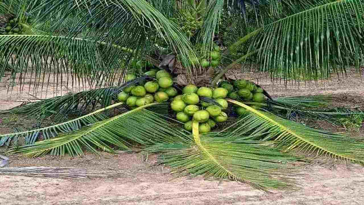 Coconut Farming: 80 વર્ષ સુધી ફળ આપે છે નાળિયેરનું ઝાડ, ખેડૂતો ઓછા ખર્ચે કરી શકે છે લાખોમાં કમાણી