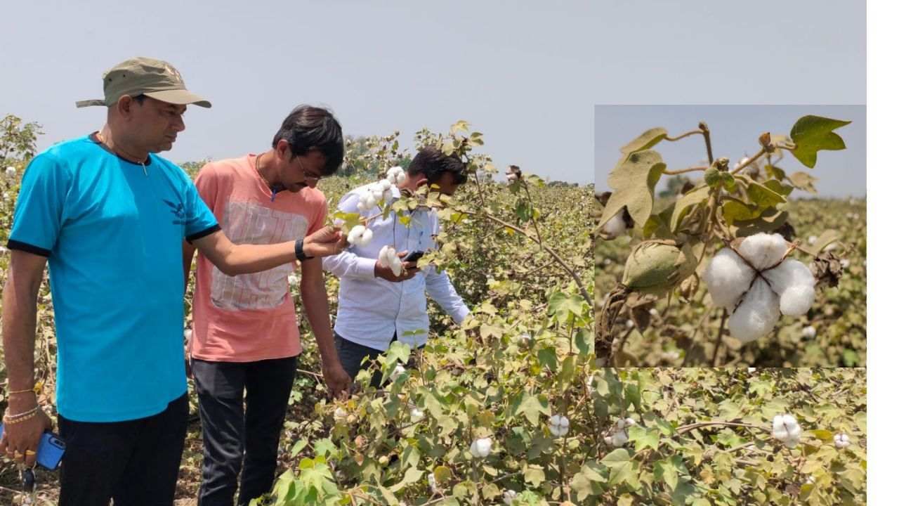 BHARUCH : કપાસની સારી ઉપજ અને પોષણસમ ભાવ મળતા કાનમ પ્રદેશના ખેડૂત બે પાંદડે થયા