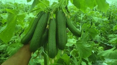 ખેડૂતોનો પાક પેટર્નમાં ફેરફાર રહ્યો સફળ, મોસમી ફળોમાં મળી રહ્યો છે સારો નફો