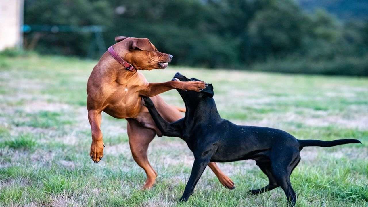 Viral Video : કૂતરા માણસોની જેમ લડતા જોવા મળ્યા, આ ફની લડાઈ જોઈને લોકો હસીહસીને લોટપોટ થયા