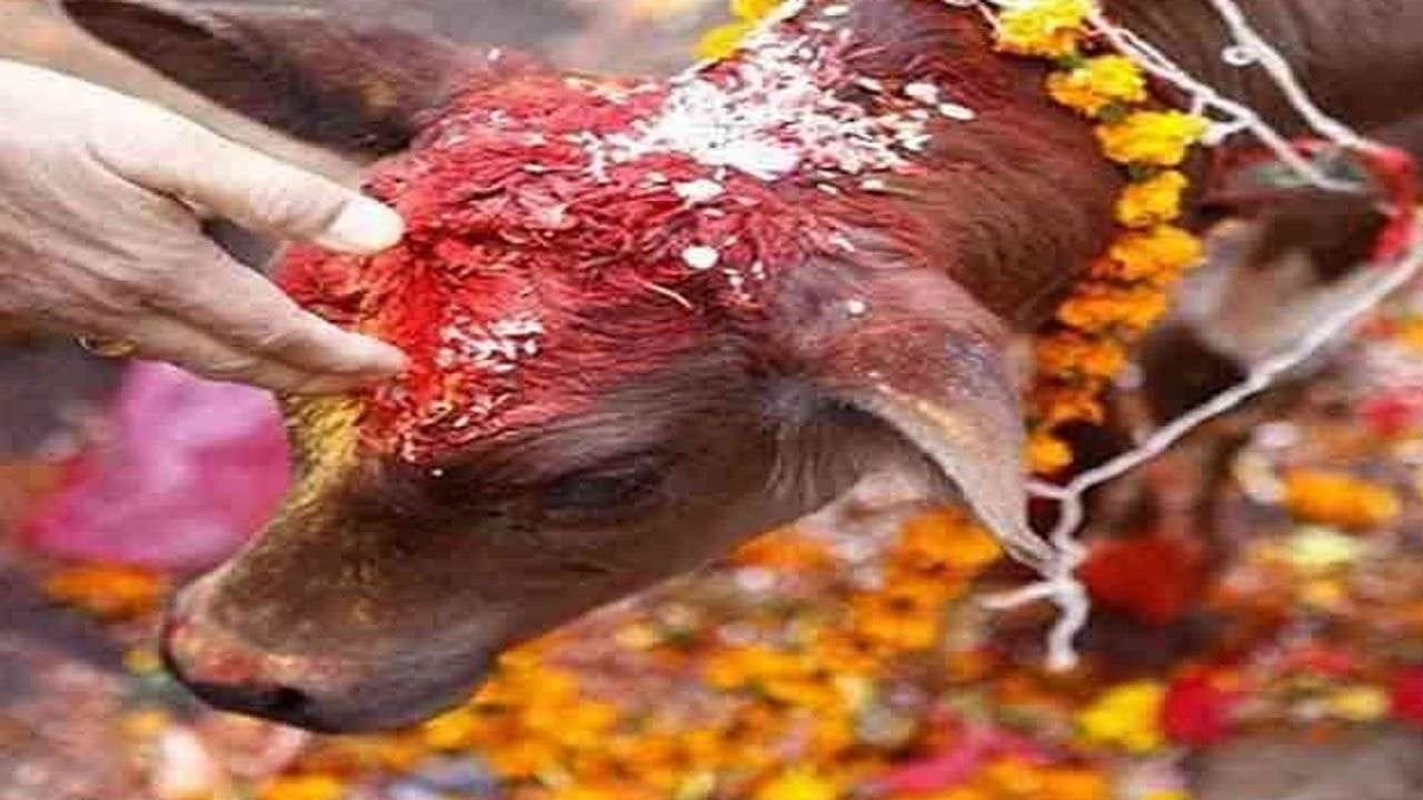 ગૌમાતા સંબંધી આ ઉપાયો આજથી જ કરી દો શરૂ, તમામ સમસ્યાનું મળી જશે નિવારણ !