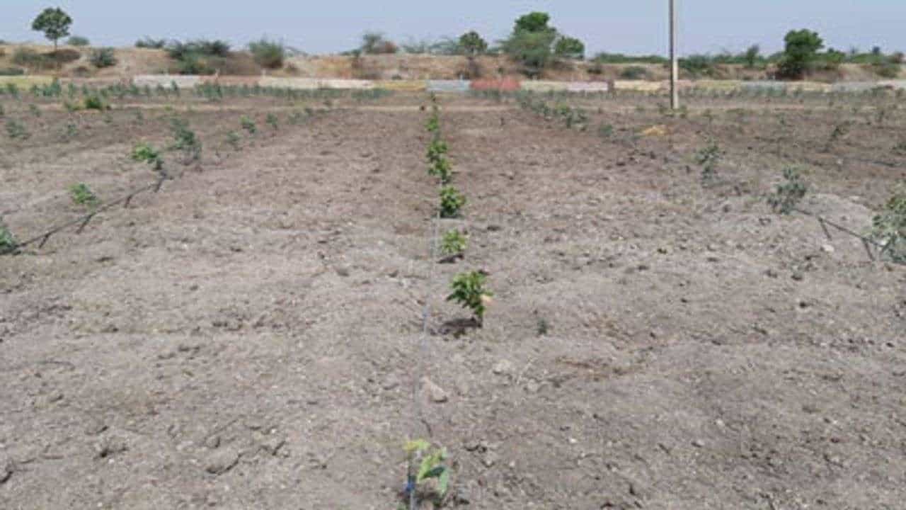 Chhota Udepur: પાણી અને વીજળી વગર ખેતરમાં વાવેલો પાક સુકાવાને આરે, જગતનો તાત ચિંતામાં