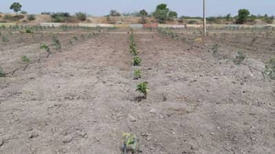 Chhota Udepur: પાણી અને વીજળી વગર ખેતરમાં વાવેલો પાક સુકાવાને આરે, જગતનો તાત ચિંતામાં