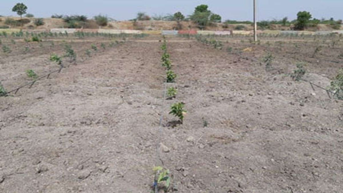 Chhota Udepur: પાણી અને વીજળી વગર ખેતરમાં વાવેલો પાક સુકાવાને આરે, જગતનો તાત ચિંતામાં