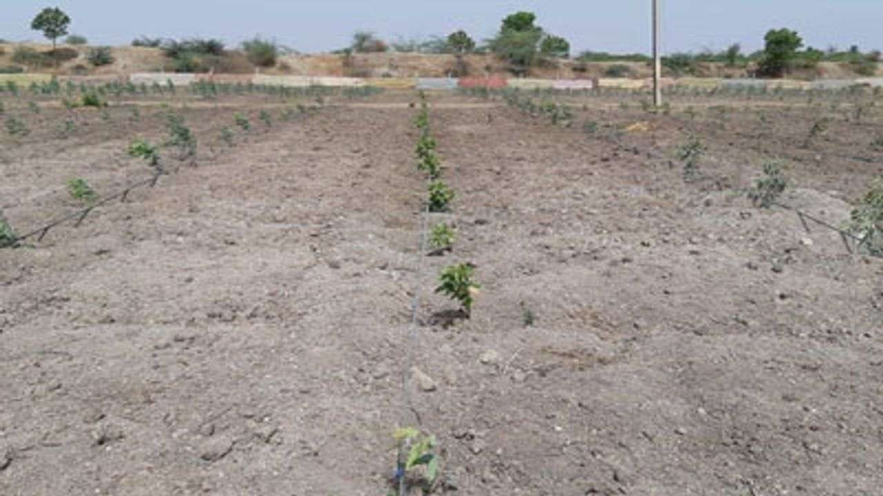 Chhota Udepur: પાણી અને વીજળી વગર ખેતરમાં વાવેલો પાક સુકાવાને આરે, જગતનો તાત ચિંતામાં