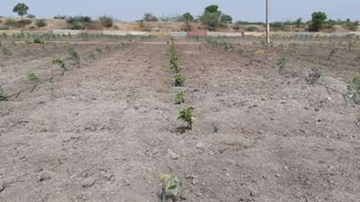 Chhota Udepur: પાણી અને વીજળી વગર ખેતરમાં વાવેલો પાક સુકાવાને આરે, જગતનો તાત ચિંતામાં