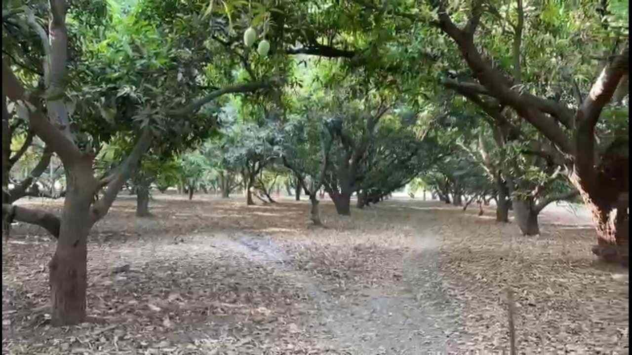 South Gujarat: માવઠાથી દ.ગુજરાતમાં કેરી સહિતના 65 ટકા બાગાયતી પાકને 500 કરોડનું નુકશાન, કેરીના ભાવો વધે તેવી સંભાવના