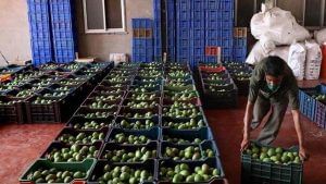 Mango Market : સુરતના માર્કેટમાં રત્નાગીરી હાફુસ કેરીનું આગમન, વાવાઝોડાના અસરના લીધે આ વખતે કેસરનો ભાવ રૂ.1500 થી 2000 રહેશે