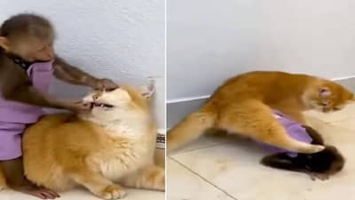 Funny Video: શું તમે ક્યારેય વાંદરા અને બિલાડી વચ્ચે આવી અનોખી મિત્રતા જોઈ છે ? આ વાયરલ વીડિયોએ જીત્યા લોકોના દિલ