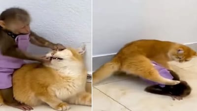 Funny Video: શું તમે ક્યારેય વાંદરા અને બિલાડી વચ્ચે આવી અનોખી મિત્રતા જોઈ છે ? આ વાયરલ વીડિયોએ જીત્યા લોકોના દિલ