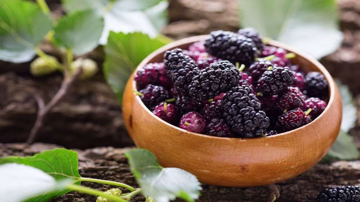 ઉનાળામાં તરબૂચ સિવાય એન્ટિઓક્સિડન્ટથી ભરપૂર શેતુર ખાવાથી પણ મળશે સ્વાસ્થ્ય લાભો