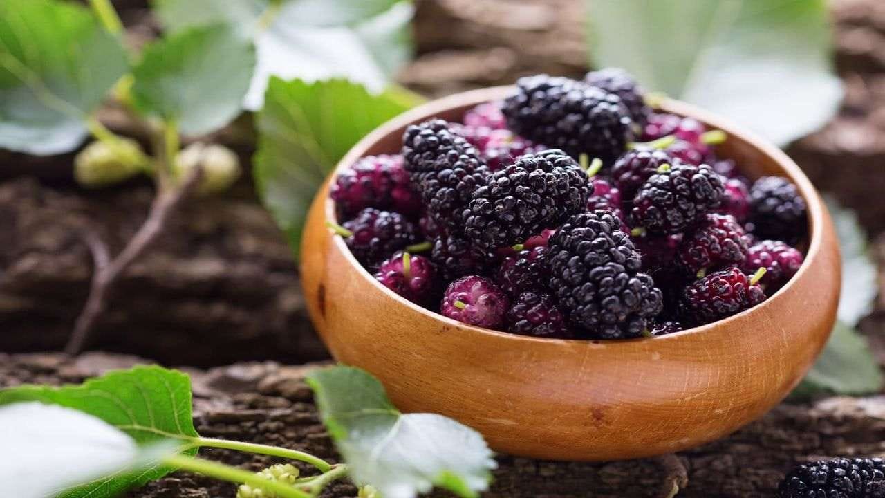 ઉનાળામાં તરબૂચ સિવાય એન્ટિઓક્સિડન્ટથી ભરપૂર શેતુર ખાવાથી પણ મળશે સ્વાસ્થ્ય લાભો