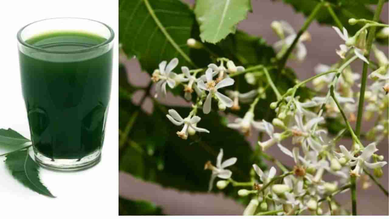 Neem Flowers: લીમડાના ફૂલનું શરબત પીવાથી શરીરને મળશે આ ફાયદા