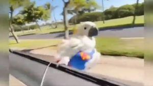 Viral Video: સુપરમેન સ્ટાઈલમાં ડ્રેસ પહેરીને પોપટે બતાવ્યો સ્પાઈડરમેનનો સ્ટંટ, વિશ્વાસ ન આવતો હોય તો જુઓ આ વીડિયો