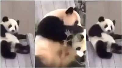 પાંડાએ લીધી બાળકોની જેમ લપસવાની મજા, વાયરલ વીડિયો જોઈને તમને પણ થશે આનંદ