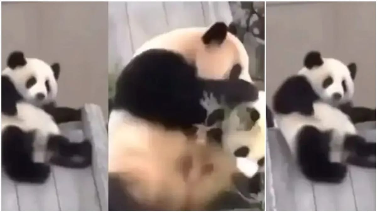 પાંડાએ લીધી બાળકોની જેમ લપસવાની મજા, વાયરલ વીડિયો જોઈને તમને પણ થશે આનંદ પાંડાએ લીધી બાળકોની જેમ લપસવાની મજા, વાયરલ વીડિયો જોઈને તમને પણ થશે આનંદ