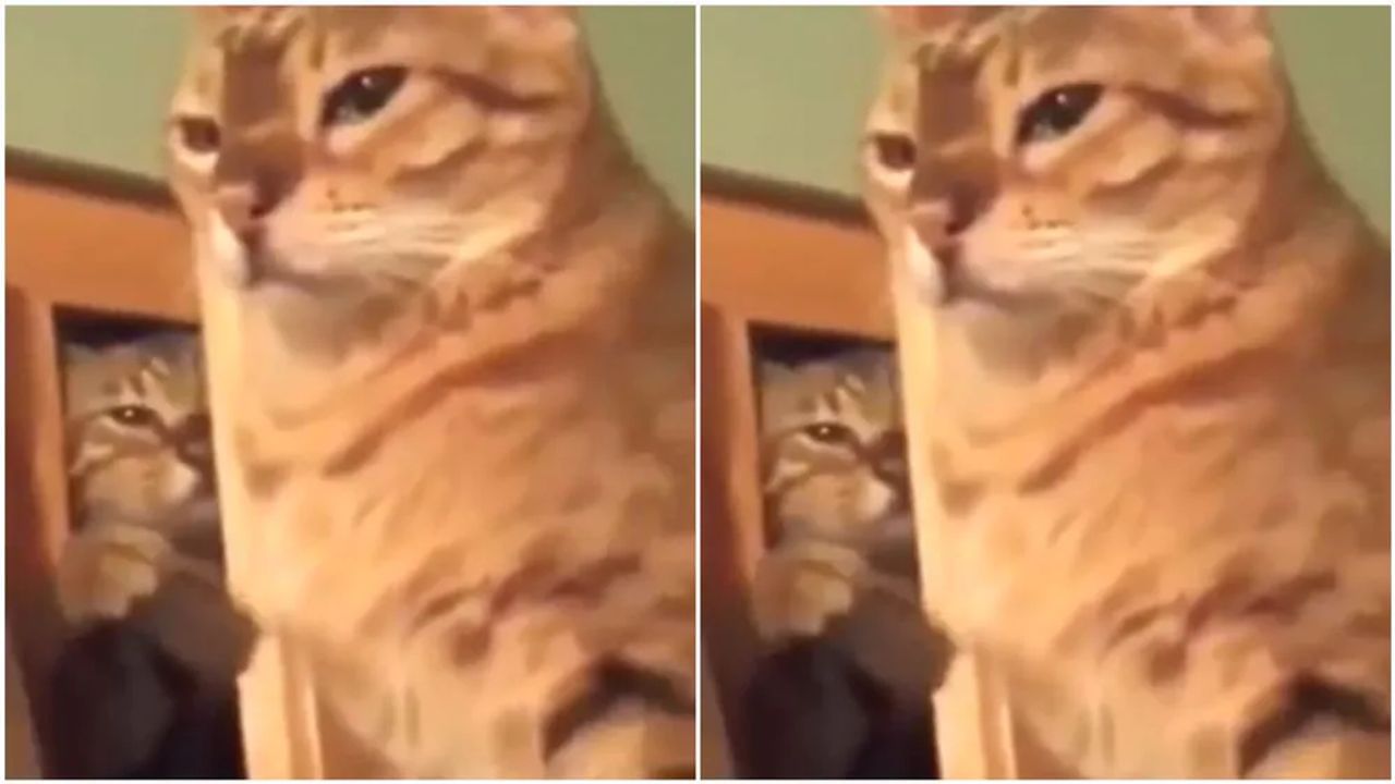 Viral Video: A cat slaps another with great speed, you will laugh watching the  video | Cat who slap another cat funny video goes viral on social media |  PiPa News