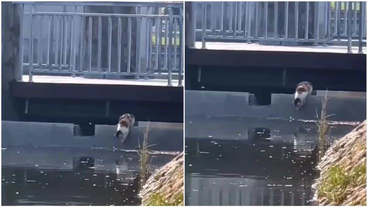 Viral Video: બગલાની જેમ બિલાડીએ કર્યો માછલીનો શિકાર, વીડિયો જોઈને લોકો થયા આશ્ચર્યચકિત