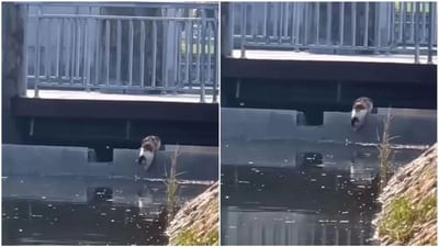 Viral Video: બગલાની જેમ બિલાડીએ કર્યો માછલીનો શિકાર, વીડિયો જોઈને લોકો થયા આશ્ચર્યચકિત