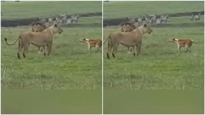 Funny Video: કૂતરાએ જંગલના રાજા-રાણીને છોડાવ્યો પરસેવો, વીડિયો જોઈને લોકોએ કહ્યું- નસીબદાર, સિંહને ભૂખ નથી!