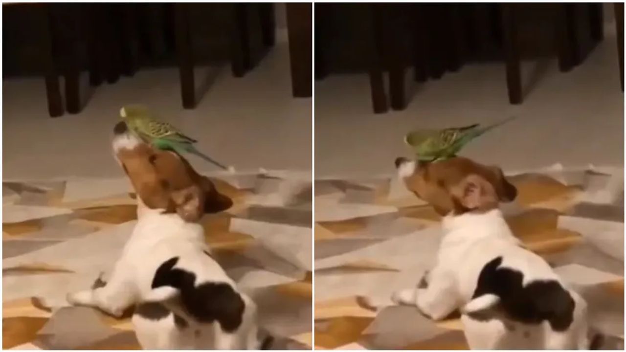 Funny Video : કૂતરા અને પોપટની અનોખી ગાઢ મિત્રતાએ જીત્યા યુઝર્સના દિલ, વીડિયો જોઈને લોકોએ કહ્યું- 'તેરે જૈસા યાર કહાં..'