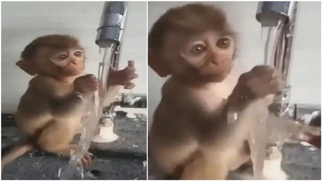 Funny Video: Baby Monkey Trying To Hold Water In Her Hand, Watching Cute  Video Will Remember Your Childhood Too | Viral video baby monkey who was  trying to catch water | PiPa News