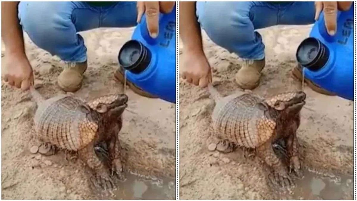 માણસે રસ્તામાં Armadilloને પીવડાવ્યું પાણી, હૃદય સ્પર્શી વીડિયો સોશિયલ મીડિયા પર થયો વાયરલ