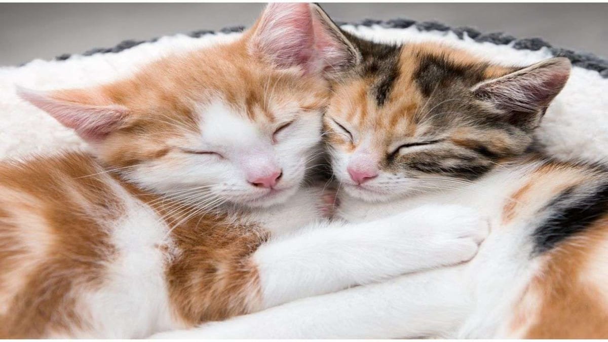 2 બિલાડીઓ પોતાની પૂંછડી વડે દિલ બનાવીને પ્રેમ વ્યક્ત કરી રહી છે, જુઓ Viral Video 2 બિલાડીઓ પોતાની પૂંછડી વડે દિલ બનાવીને પ્રેમ વ્યક્ત કરી રહી છે, જુઓ Viral Video