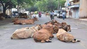 Ahmedabad: રખડતા ઢોર નિયંત્રણ કાયદાના વિરોધમાં કોંગ્રેસ માલધારી સેલ રાજ્યભરમાં આંદોલન કરશે, વિરોધ કરવાની રણનીતિ ઘડાઇ