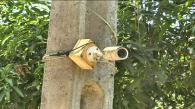 Valsad: લો બોલો હવે ખેતરોમાં CCTV, ખેડૂતોને હવે કેરી ચોરીનો ડર !