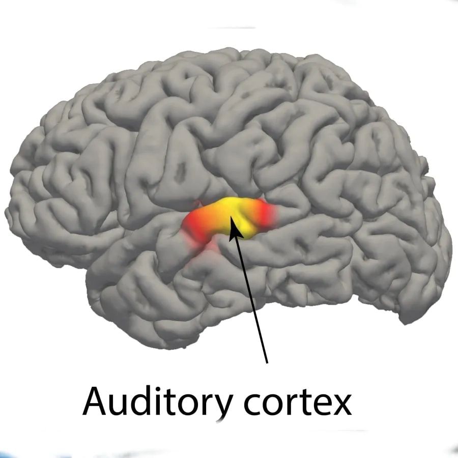 ઑડિટરી કૉર્ટેક્સ એ માનવ મગજનો એ ભાગ છે જે કંઈક સાંભળ્યા પછી અલગ રીતે પ્રતિક્રિયા આપે છે. જો સરળ ભાષામાં સમજીએ તો ગીત સાંભળ્યા પછી મગજનો આ ભાગ તેને વારંવાર સાંભળવાની કલ્પના કરે છે. આ કલ્પનાને કારણે વ્યક્તિના મોઢા પર એક જ ગીત વારંવાર આવે છે અને તે દિવસભર તેનું રટણ કરે છે.
